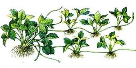 Kako posaditi jagode u jesen sa brkovima